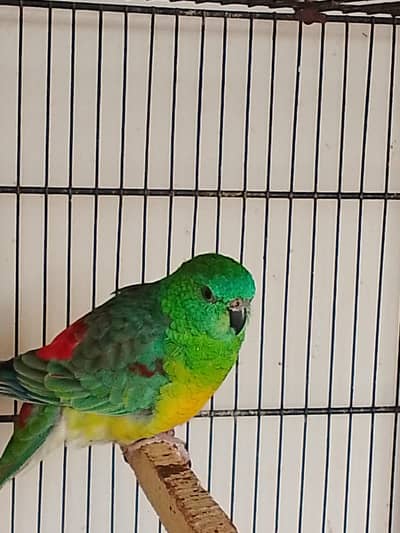 Red Rump Parrot Male breeder available hai.