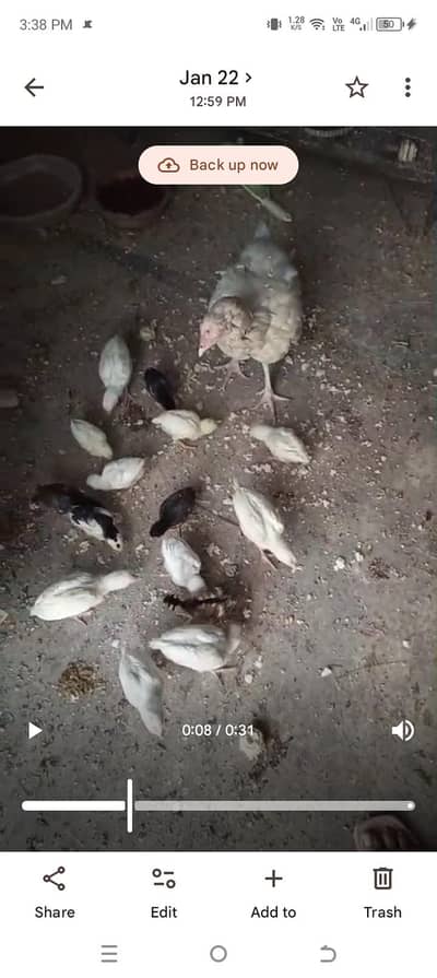 heera aseel papper white  chicks