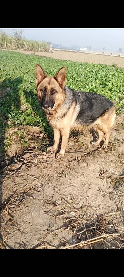 breeder female for sale