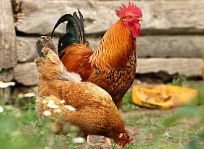 Poultry Expert (Egg Production) - ولٹری ایکسپرٹ (انڈوں کے لی