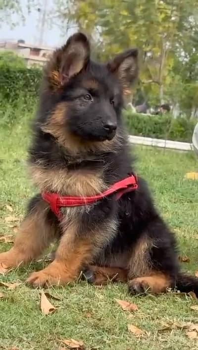 German shepherd puppies  double cot my WhatsApp number 0340729094o