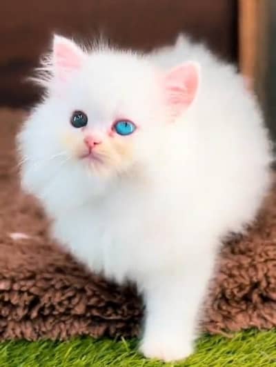 Quality Persian Punch Face Cats & Kittens 03097962675 WhatsApp