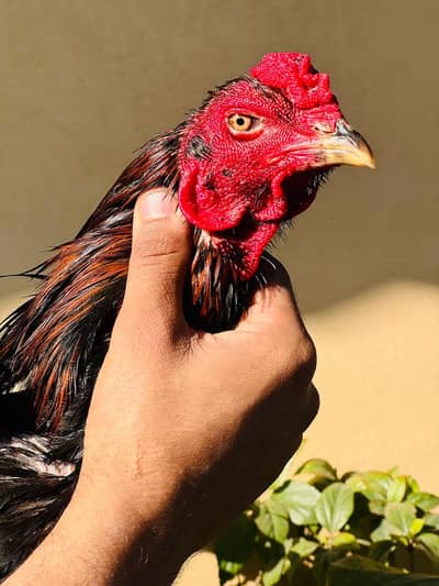 Aseel Thai | Imported Burmi Male | king size Burmi ( back footer ) |