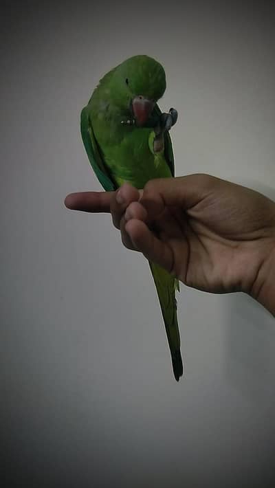 GREEN RING NECK PARROT HAND TAMED TALKING
