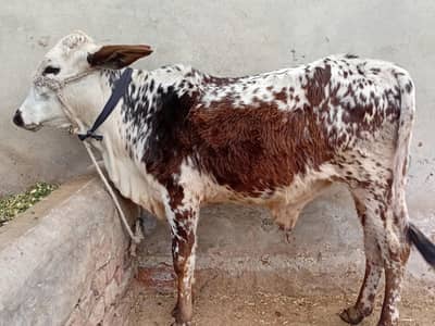 wacha/wera/katta/bufellow/cow/