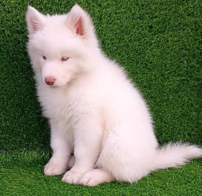 Siberian husky puppies 03425655411
