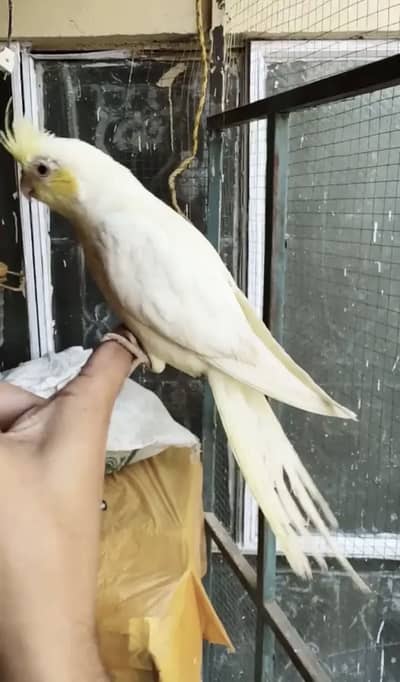 Handtamed Common white Cockatiel - handtame cocktail