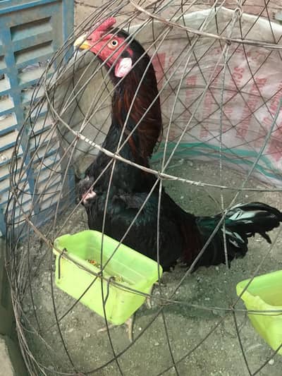 aseel patha healthy and active