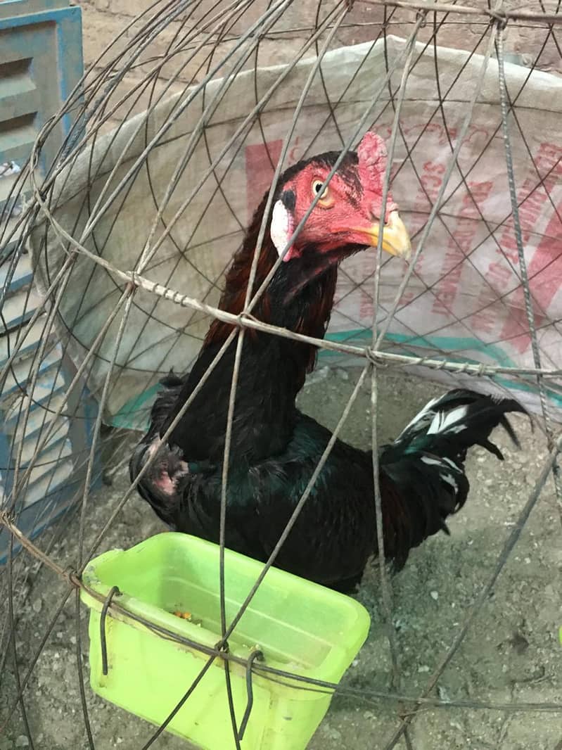 aseel patha healthy and active - Hens - 1110800144