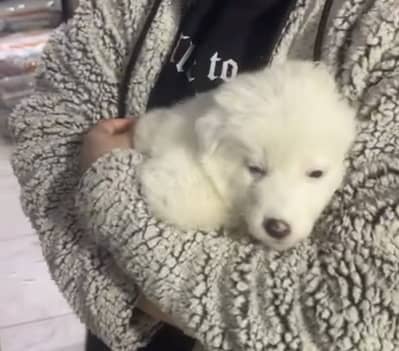 Russian dog, white in color