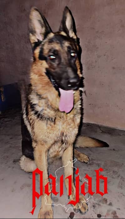 MalePure German shehphered for stud only