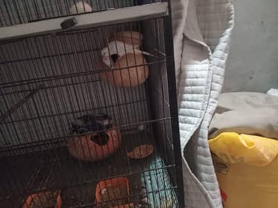 Full White Breeder pair of budgies Red Eyes female, pyte male.