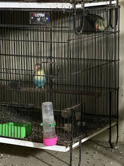 Parblue opline lovebird breeder pair