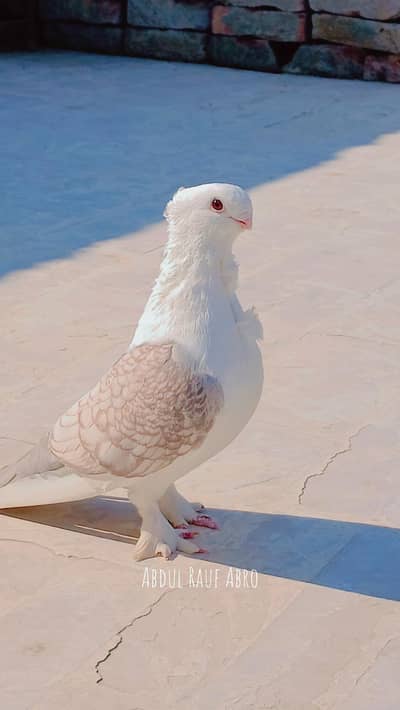 Old German Owl Pigeon