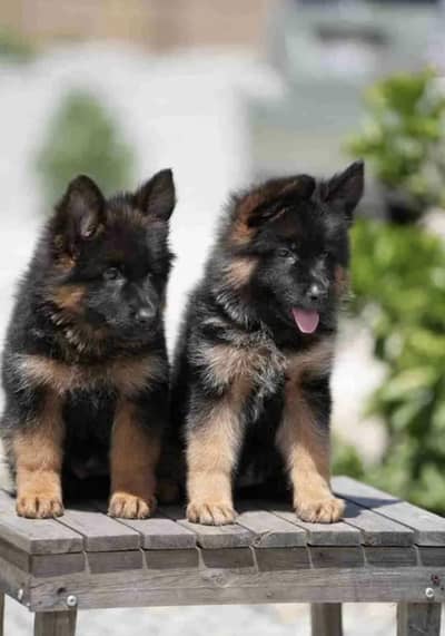 German Shepherd 03425655411