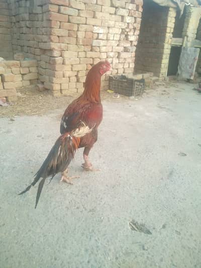 aseel sindhi long height patha or aseel sindhi murgi sath 1 chick