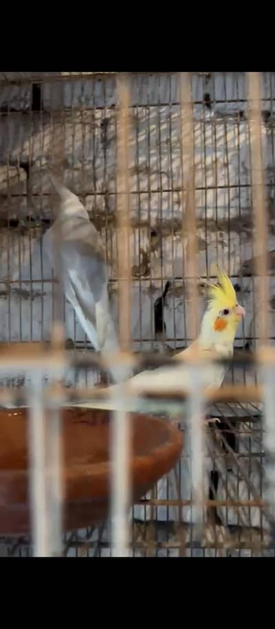 fellow cocktail pair with 1 chick