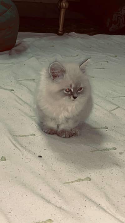 Persian/Himalayan cat for sale