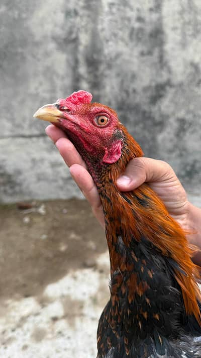 Pure burmi pakoya male Imported blood line