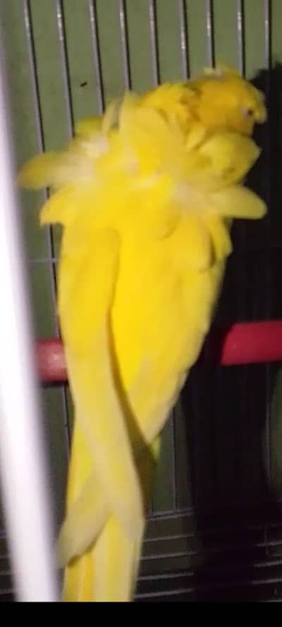 Red eye hogoromo Mail