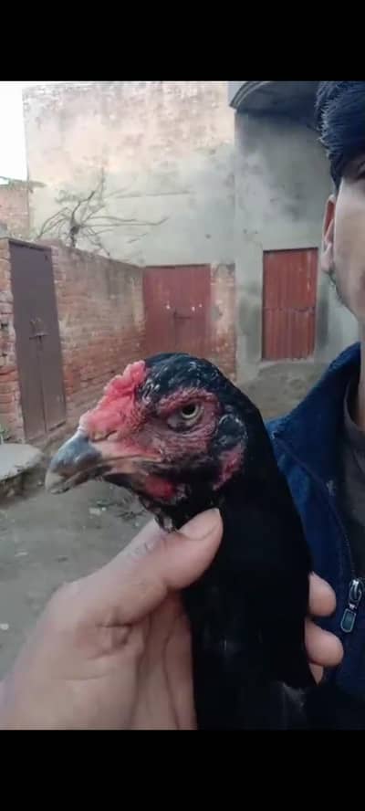 Aseel shamo X burmi breeder long height madi for sale