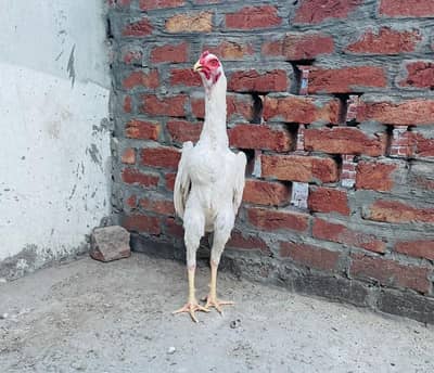 White Shamoo Aseel Shamoo Shamo Aseel