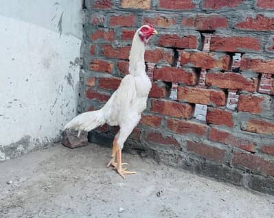 Shamo OShamo JapaneseShamoo  CoShamo Shamoo shamolover kingshamo Aseel