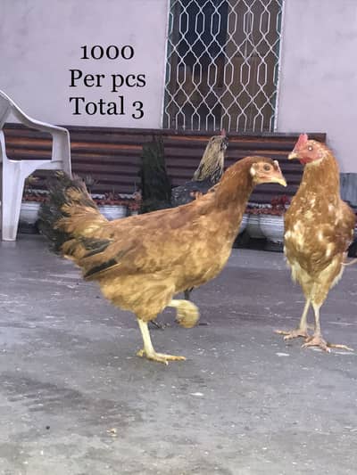 Desi hens