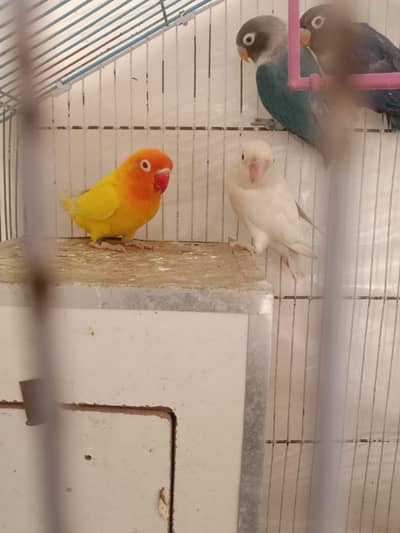 red eyes ready to breed pair