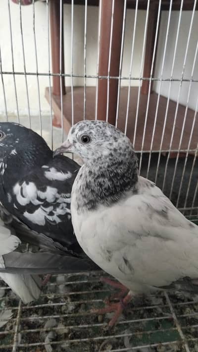 teddy pair plus 1 chena male