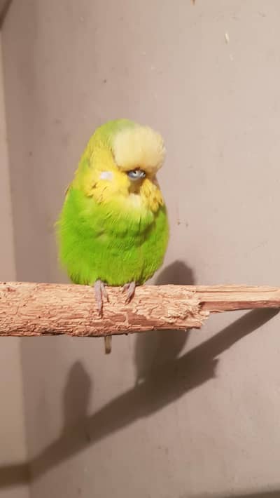 under exhibition king size pair for sale