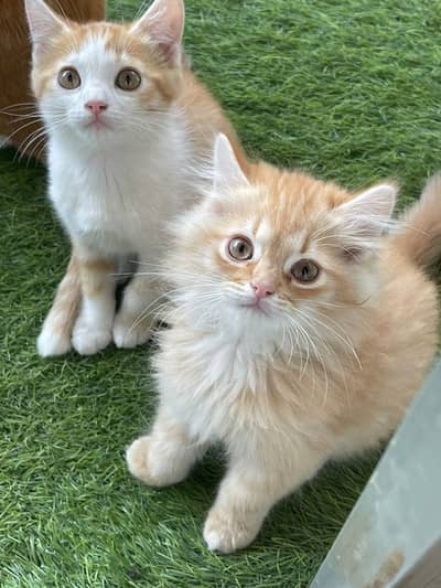 Persian kittens pair