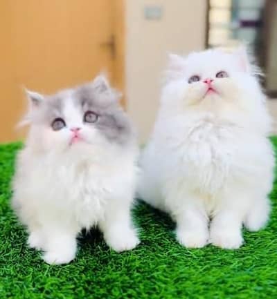 Quality Persian Punch Face Cats & Kittens 03097962675 WhatsApp