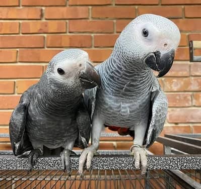 African grey parrot 8 month age contact 03424575705
