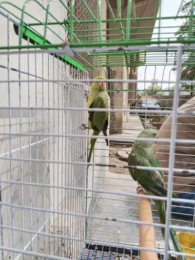 Raw Green Parrot female parrot Raw nhi hai