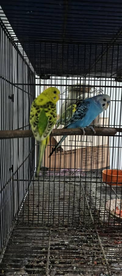 budgies breeder pair
