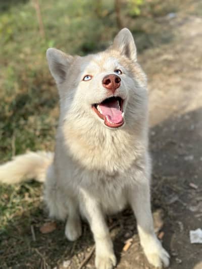 Siberian husky  (white)  male available for sale