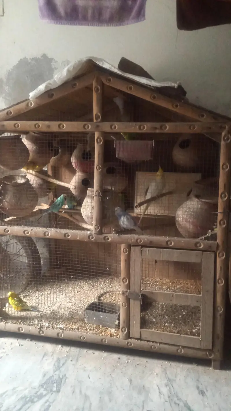 A very good Wood cage made with excellent type of wood. — photo 2