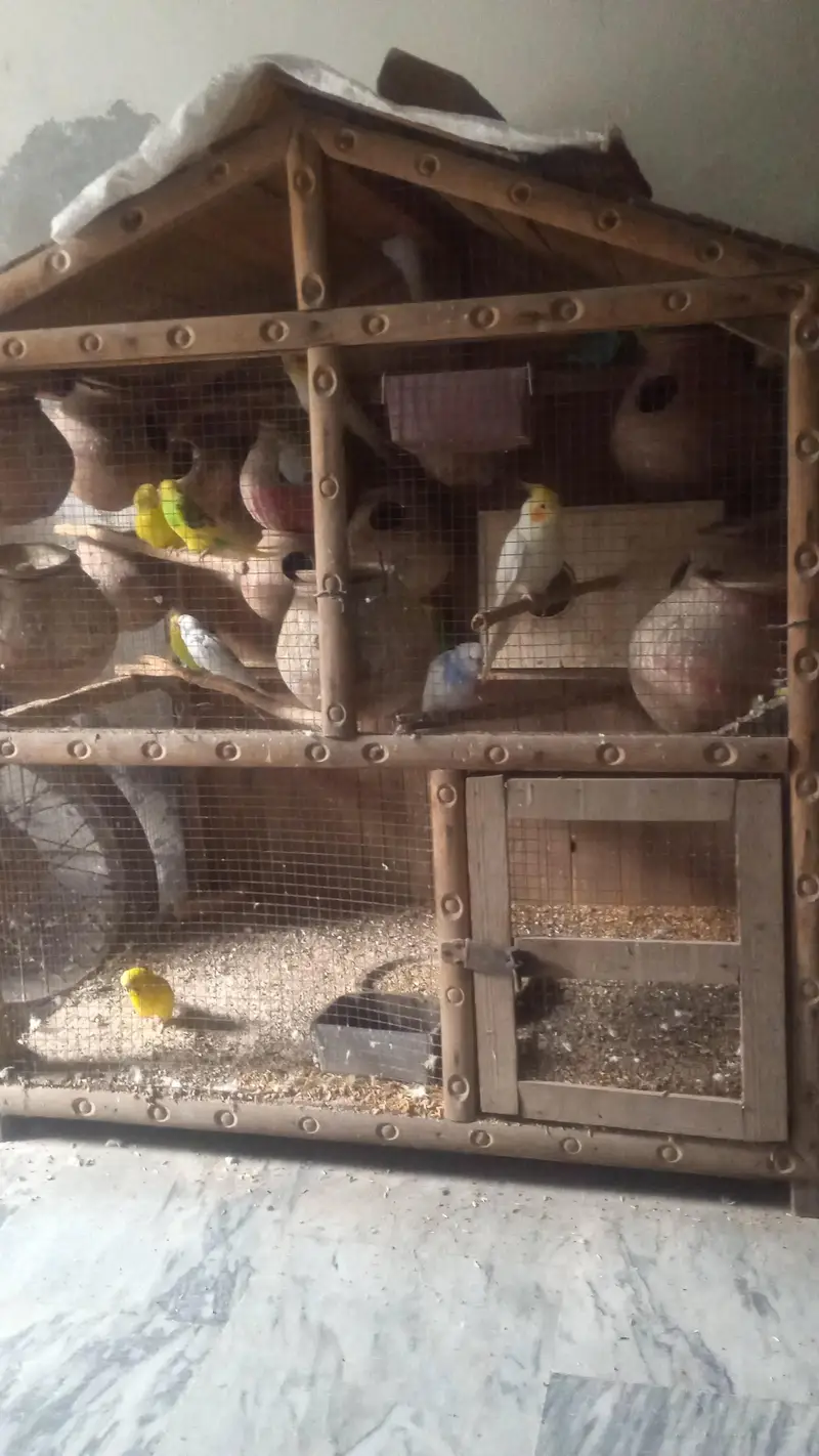 A very good Wood cage made with excellent type of wood. — photo 3