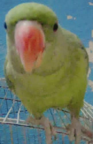 Raw Parrots for sale