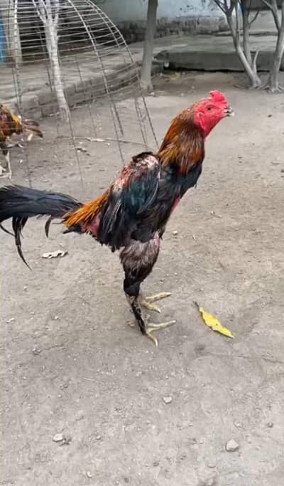 Thai + pokoya . . . . . . brmi +hint   fither chicks