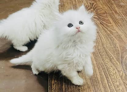 Bombastic Quality Persian triple coat Kitten