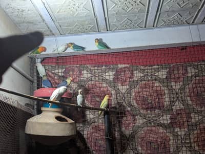 love bird complete setup 23 birds  price 14000  Sath m. 2 chicks