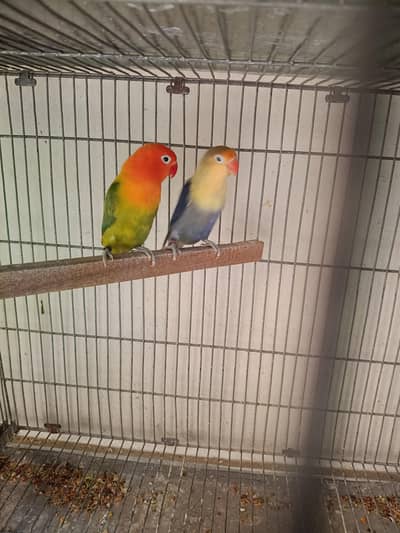 Lovebirds