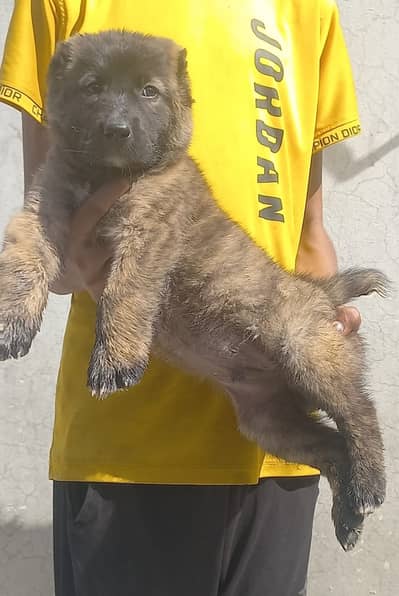 Alabai | King alabai | Central Asian Shepherd | puppies pair | dog