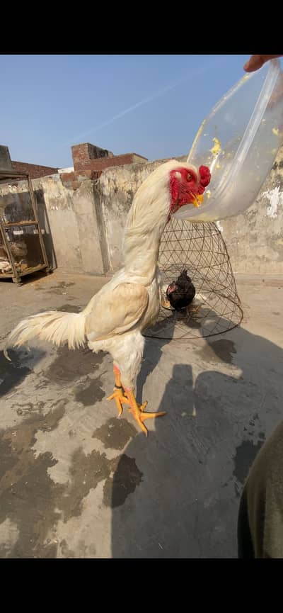 White king shamo gapenese