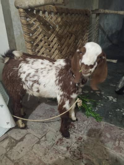 1 sal ka bakra urgent sale