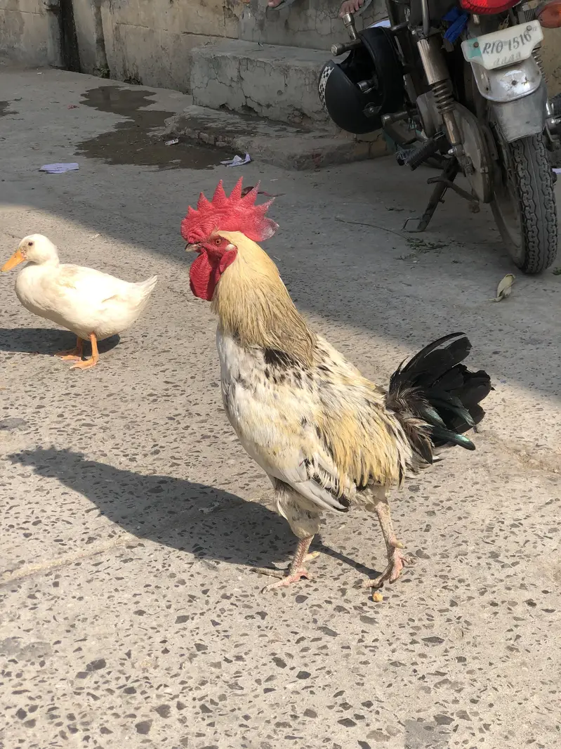 Desi murghiya