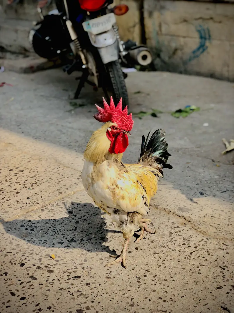 Desi murghiya — photo 2