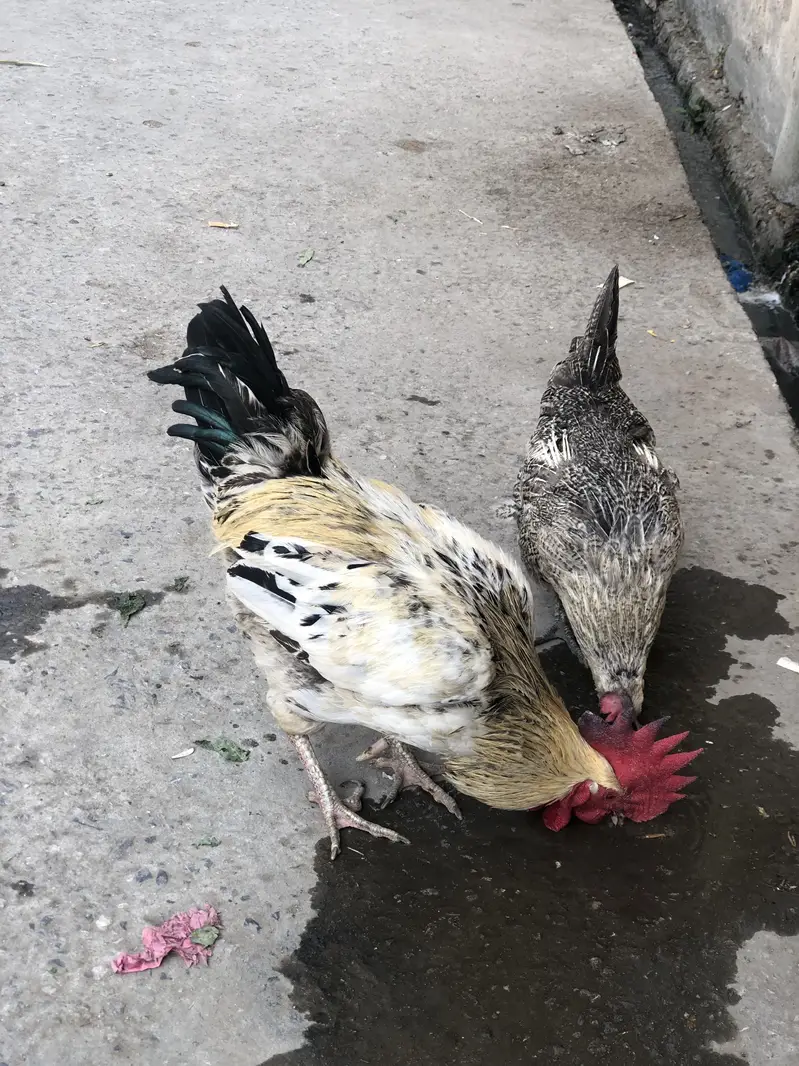 Desi murghiya — photo 3